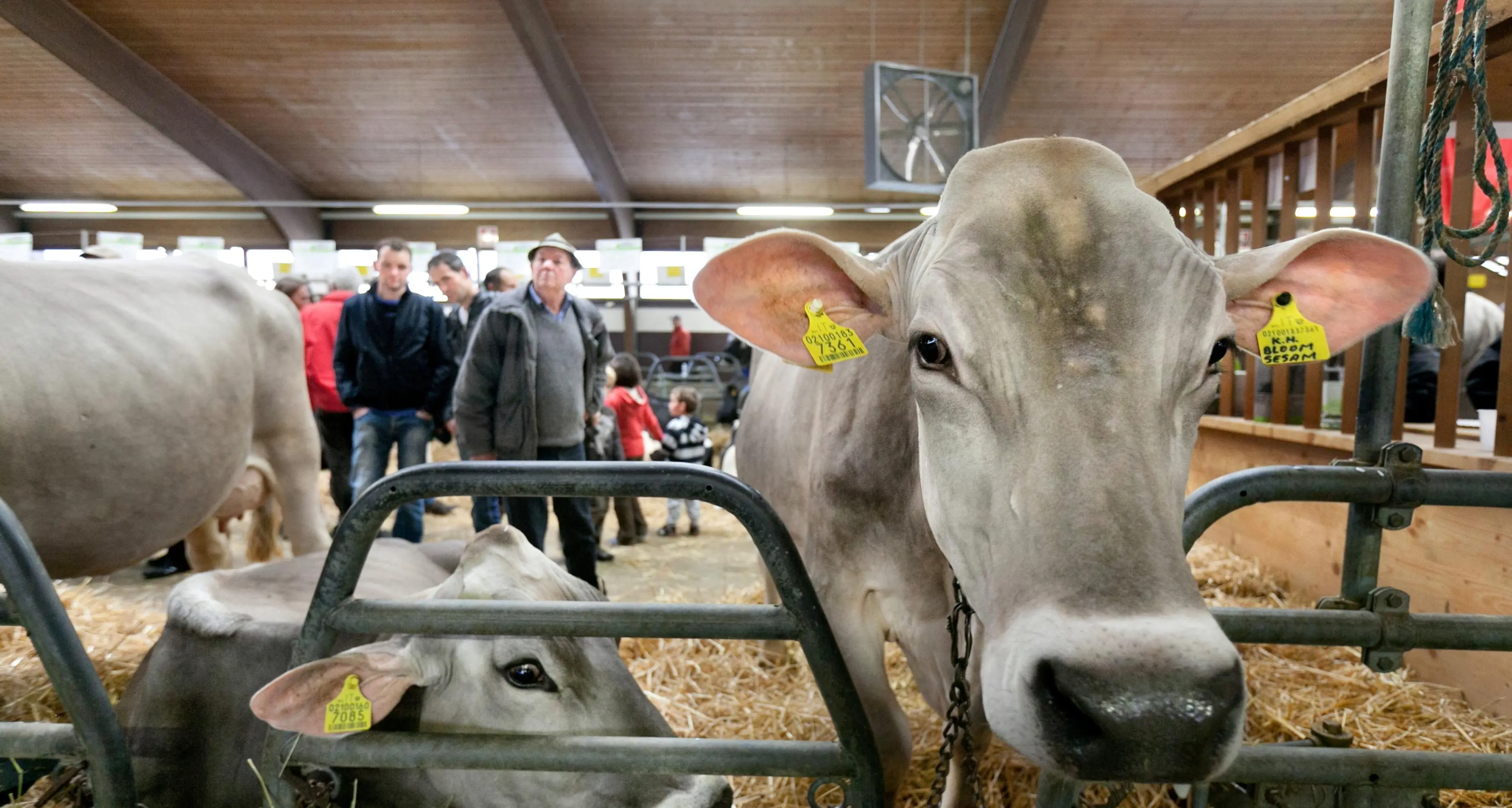 L’agricoltura torna in mostra: la fiera Agrialp dal 20 al 23 novembre a Bolzano