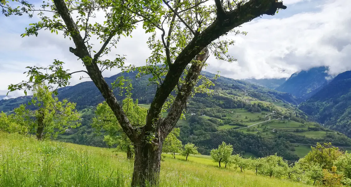 “Echoed Nature”: la biodiversità altoatesina raccontata (digitalmente) in 200 anni di cambiamenti