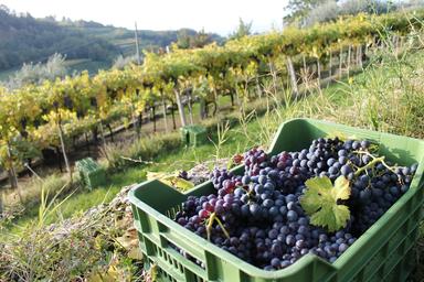 Consorzio Valpolicella debutta a Vinoforum, a Roma dal 7 al 9 settembre