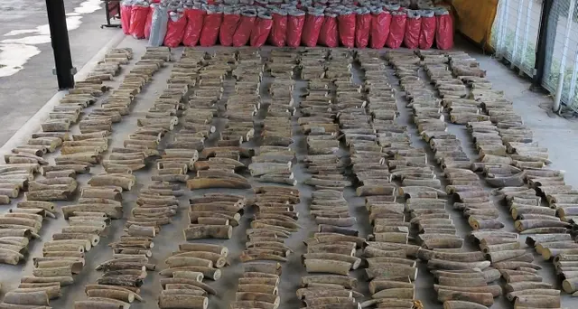 Nigeria: maxi sequestro zanne elefante e artigli pangolino