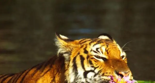 Sudafrica: Four Paws, stop con allevamenti dei grandi felini