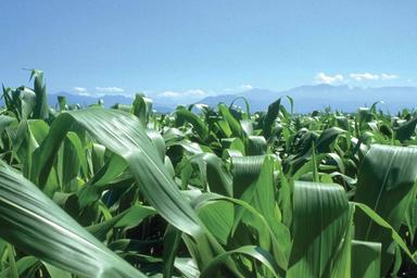 Prezzi mais e grano tenero in rialzo tra clima avverso e tensioni nel Mar Nero