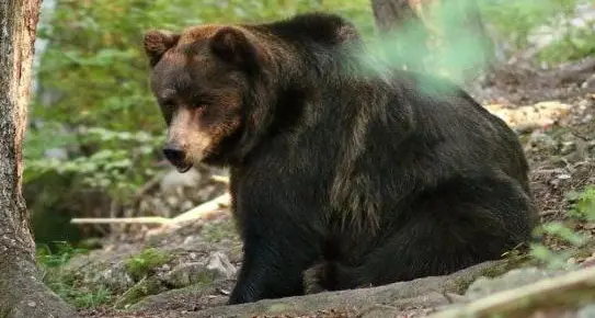 Escursionista trovato morto in Slovacchia: probabilmente ucciso da un orso