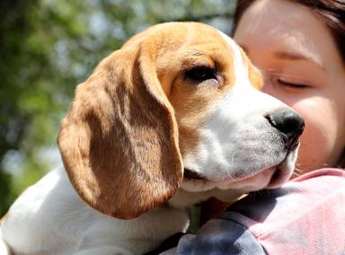 Cani beagle maltrattati per sperimentare farmaci, denunciata multinazionale veneta