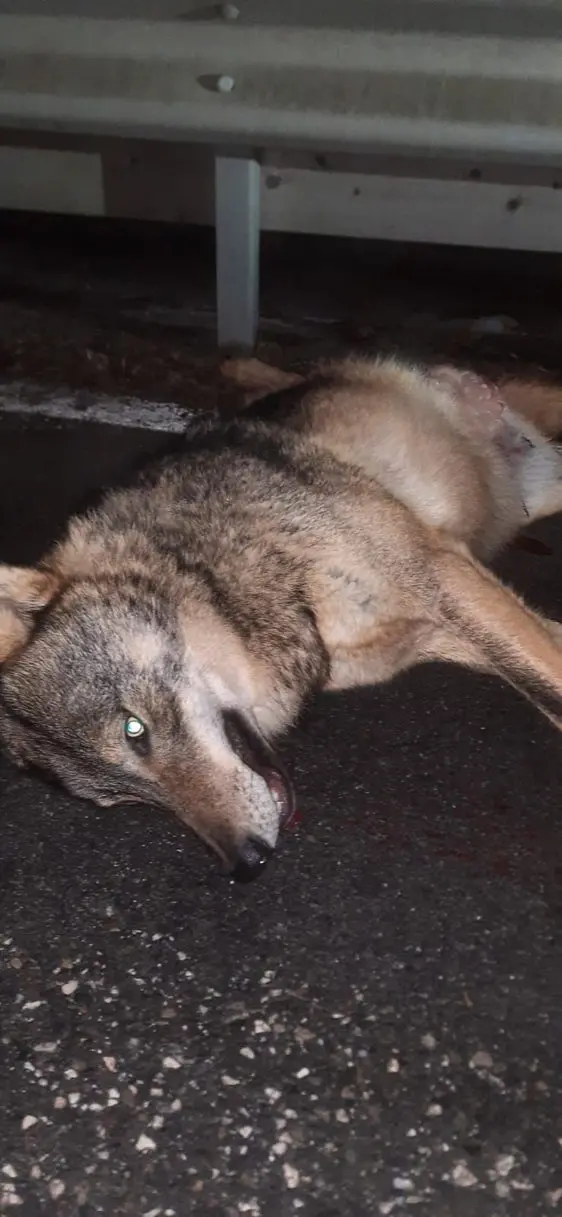 Lupo trovato morto sulla strada a Rio Pusteria: probabilmente investito