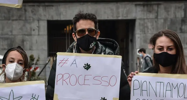 Cannabis: assolto malato che se la produce, non è reato
