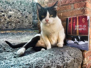 I 'Gatti di Pompei' racconta la colonia felina che vive nel Parco Archeologico