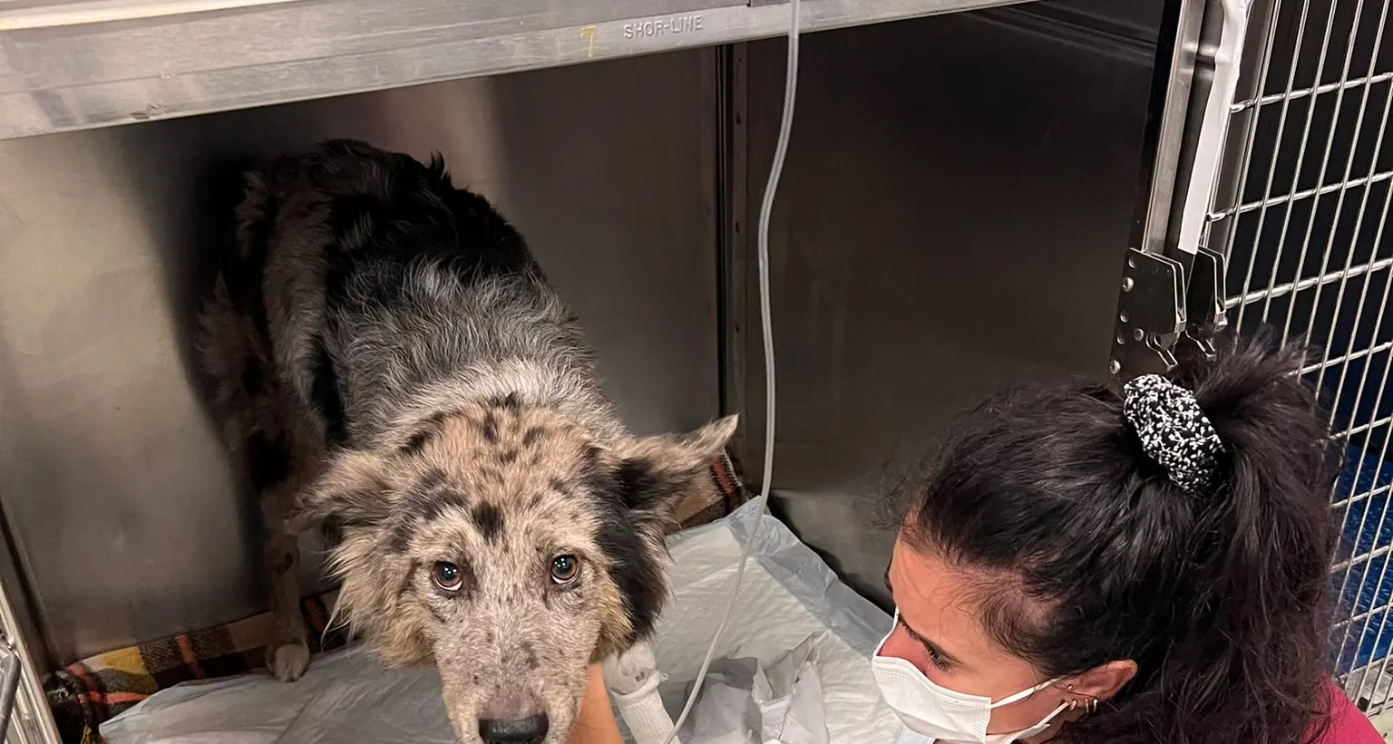 La cagnolina Jackie ingoia un pezzo di plastica, salvata a Bolzano