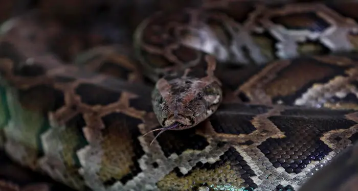Un uomo trovato morto in casa, aveva 124 serpenti