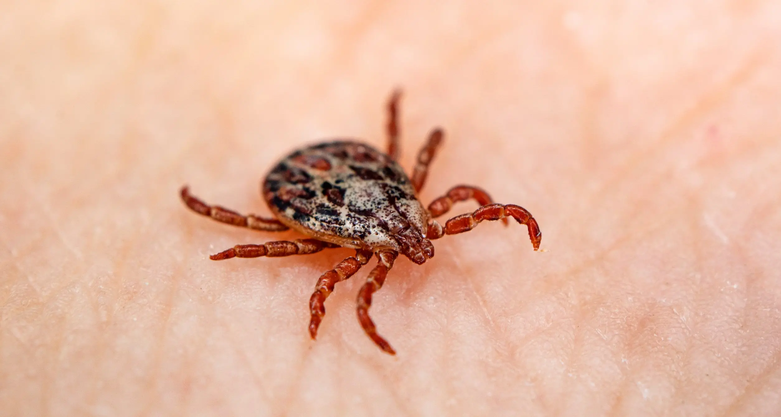 Zecche, l’Azienda sanitaria altoatesina: «Meglio vaccinarsi adesso»