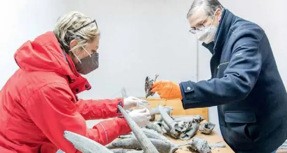 A Bolzano per le analisi i resti degli stambecchi più antichi mai ritrovati