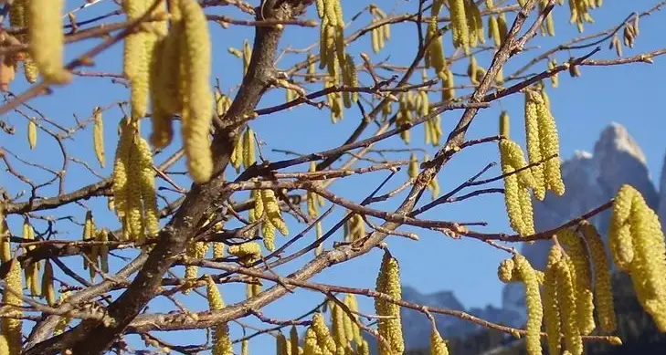 Pollini nell’aria dopo la pioggia, scatta l’allerta allergie per migliaia di altoatesini