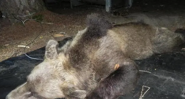 Orsi, ancora due esemplari trovati morti a Bresimo e Borgo D’Anaunia