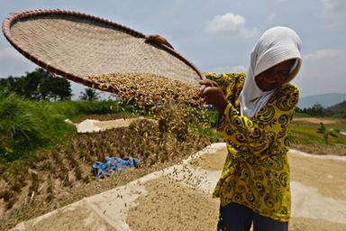 Cento eroine al servizio della terra, la Fao celebra le donne rurali