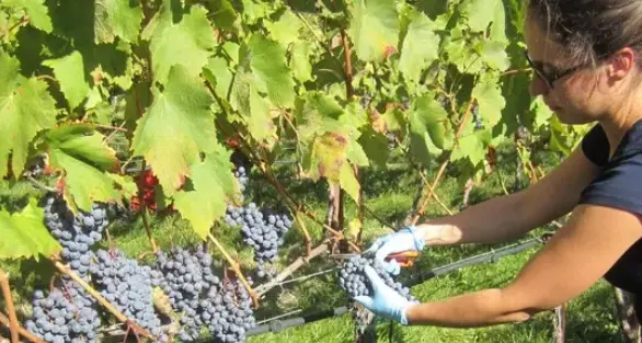 Aumentano giro d’affari e redditività: clima positivo tra le cooperative agricole altoatesine