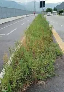 La città è invasa dalle erbacce: al lavoro 17 giardinieri, ma serviranno mesi