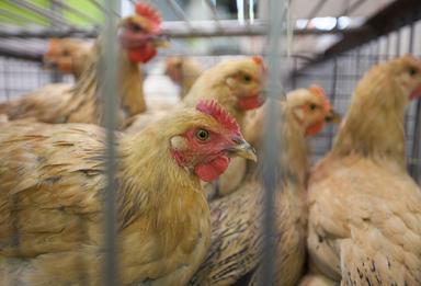 Dall'Ue 73 milioni all'Italia per gli allevatori colpiti da aviaria e peste suina