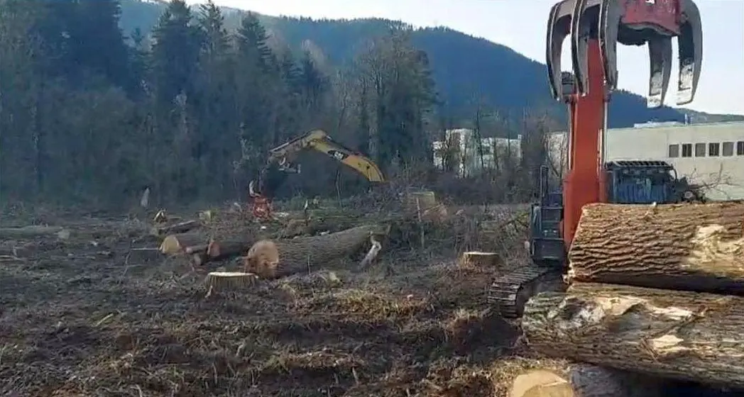 Bressanone, il Tar blocca il disboscamento nel bosco ripariale