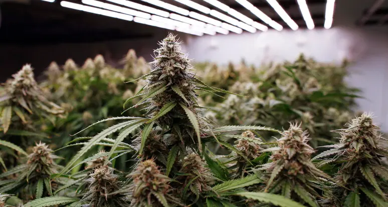 Trovato con mezzo etto di marijuana, denunciato un 33enne