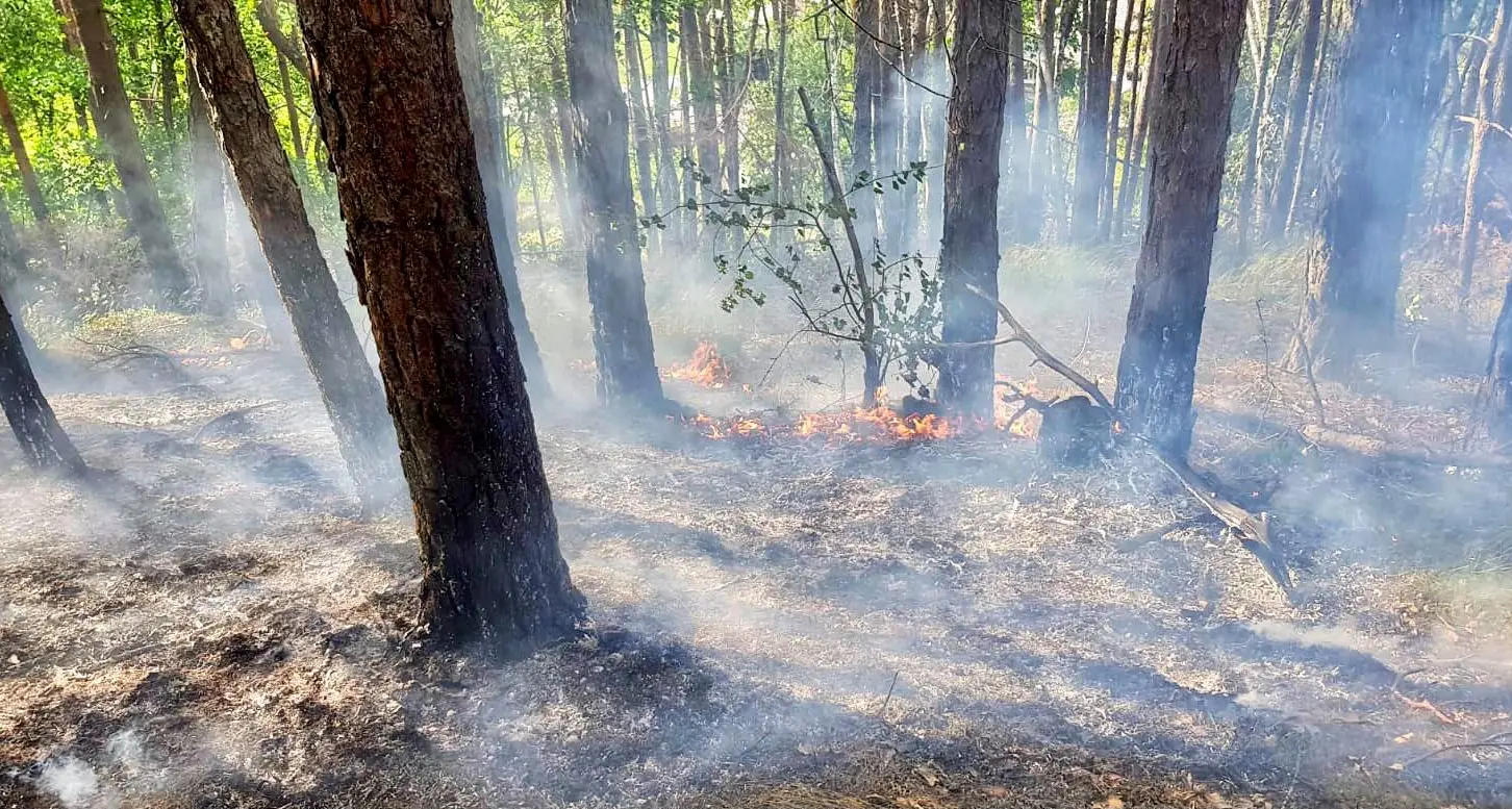 Incendio boschivo sul Renon, vigili del fuoco al lavoro