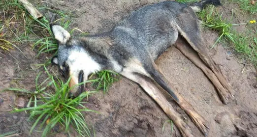 Trovata in località Redagno la carcassa di un lupo