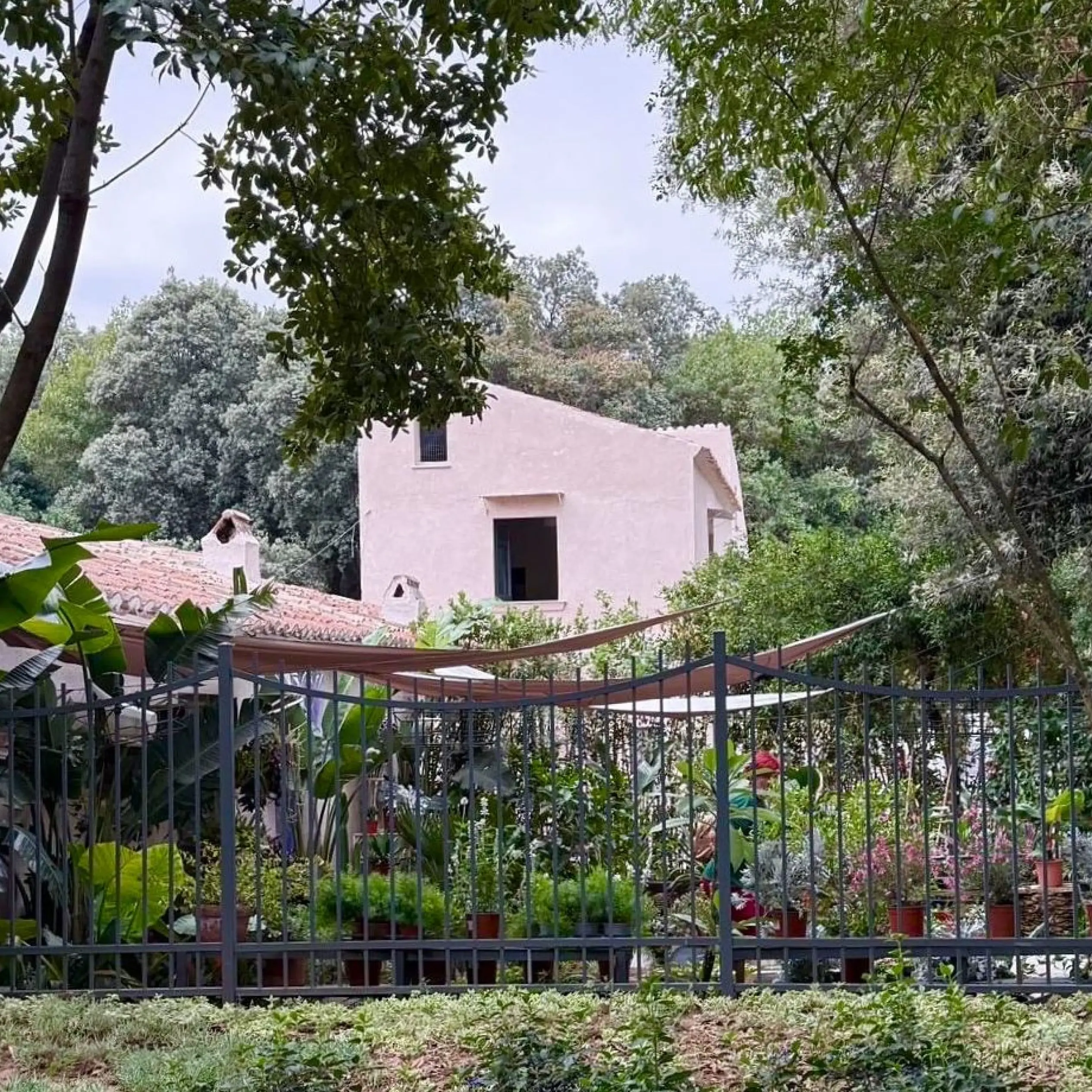Si inaugura il 14 ottobre 'Il giardino della Camelia' nella Reggia di Caserta