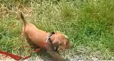 Bolzano, Toffee vola nel burrone: salvato dai veterinari