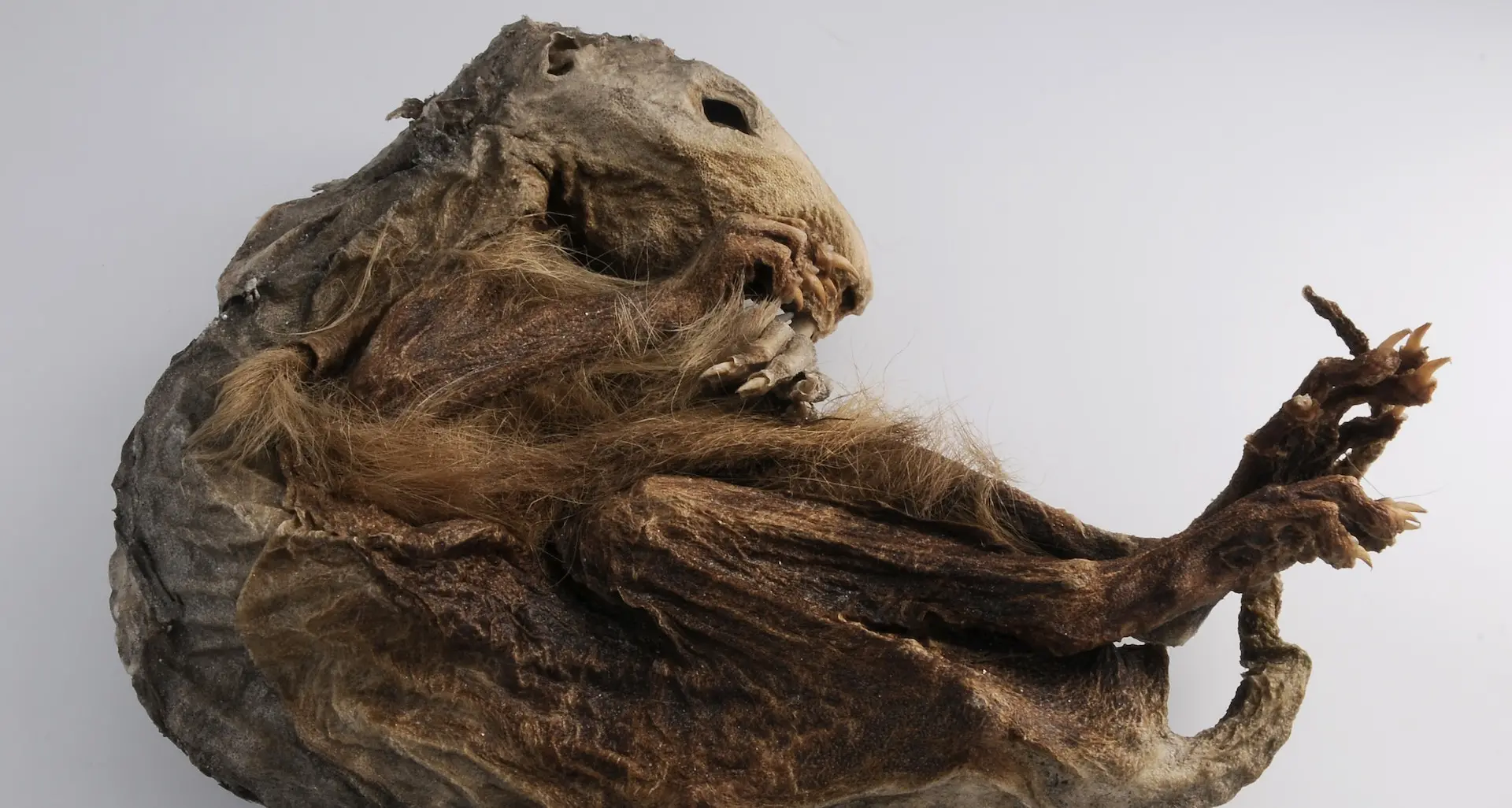 La marmotta del neolitico: ai laboratori Eurac Research arriva la mummia animale più antica d’Italia