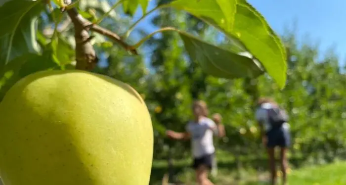 1.600 autorizzazioni l'anno per lavoro stagionale in Alto Adige