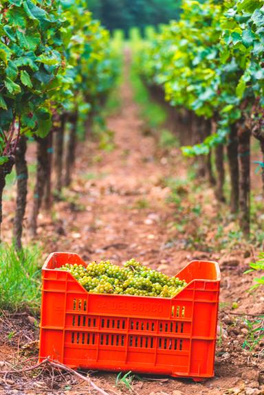 Inizia la vendemmia in Franciacorta, mai così anticipata, colpa del clima