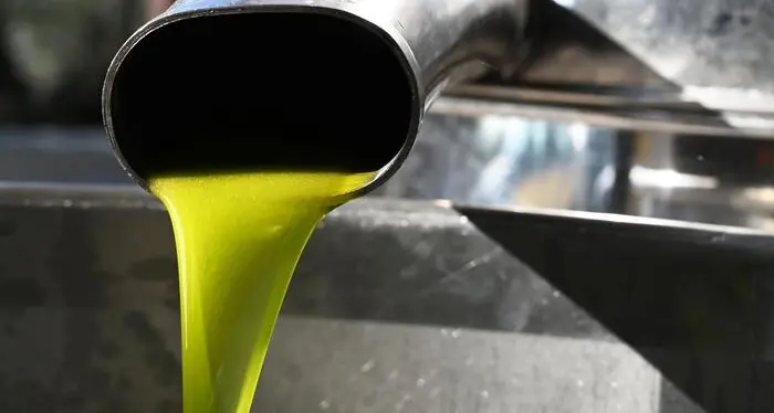Confagricoltura, campagna olio a rischio tra giacenze record e prezzi in campo a picco