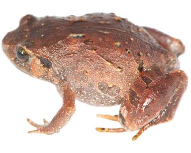 Scoperte 7 specie di rane diamante in Madagascar