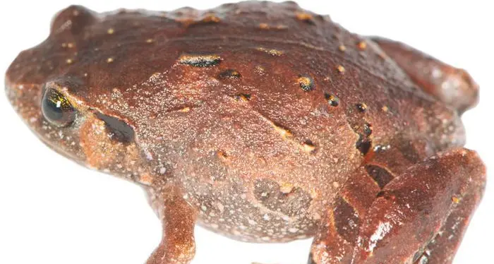 Scoperte 7 specie di rane diamante in Madagascar