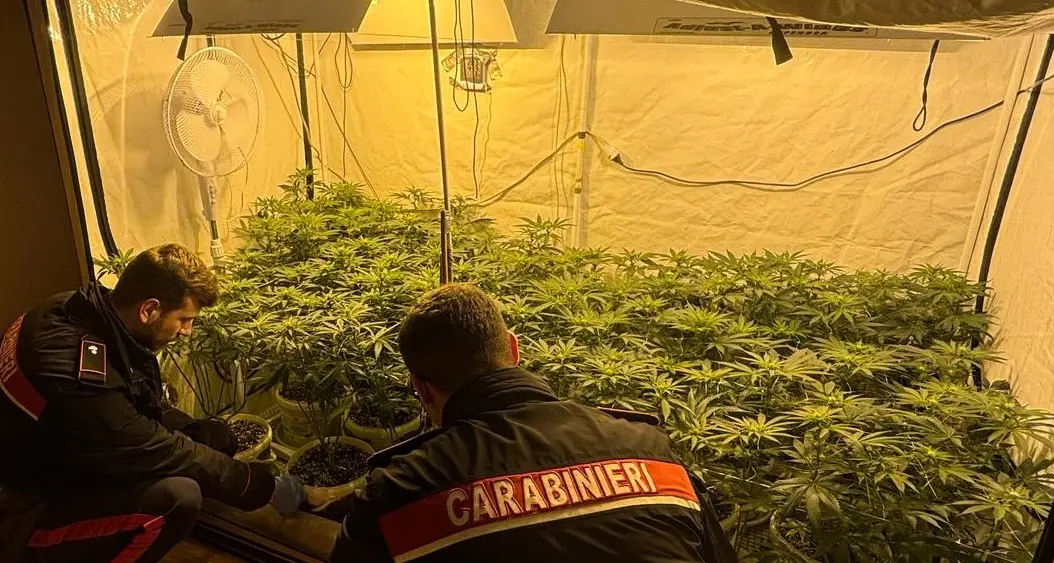 Aveva allestito in casa una serra con 34 piante di marijuana