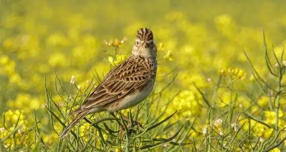 Nella Malser Heide, la casa degli uccelli che nidificano a terra