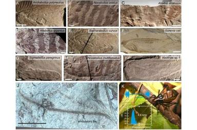 Ricostruiti gli antichi suoni emessi dagli insetti del Giurassico ASCOLTA
