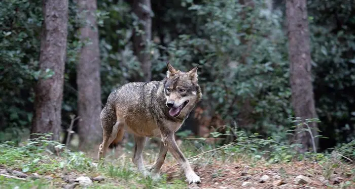 In commissione alla Camera sì alla proposta di declassamento del lupo