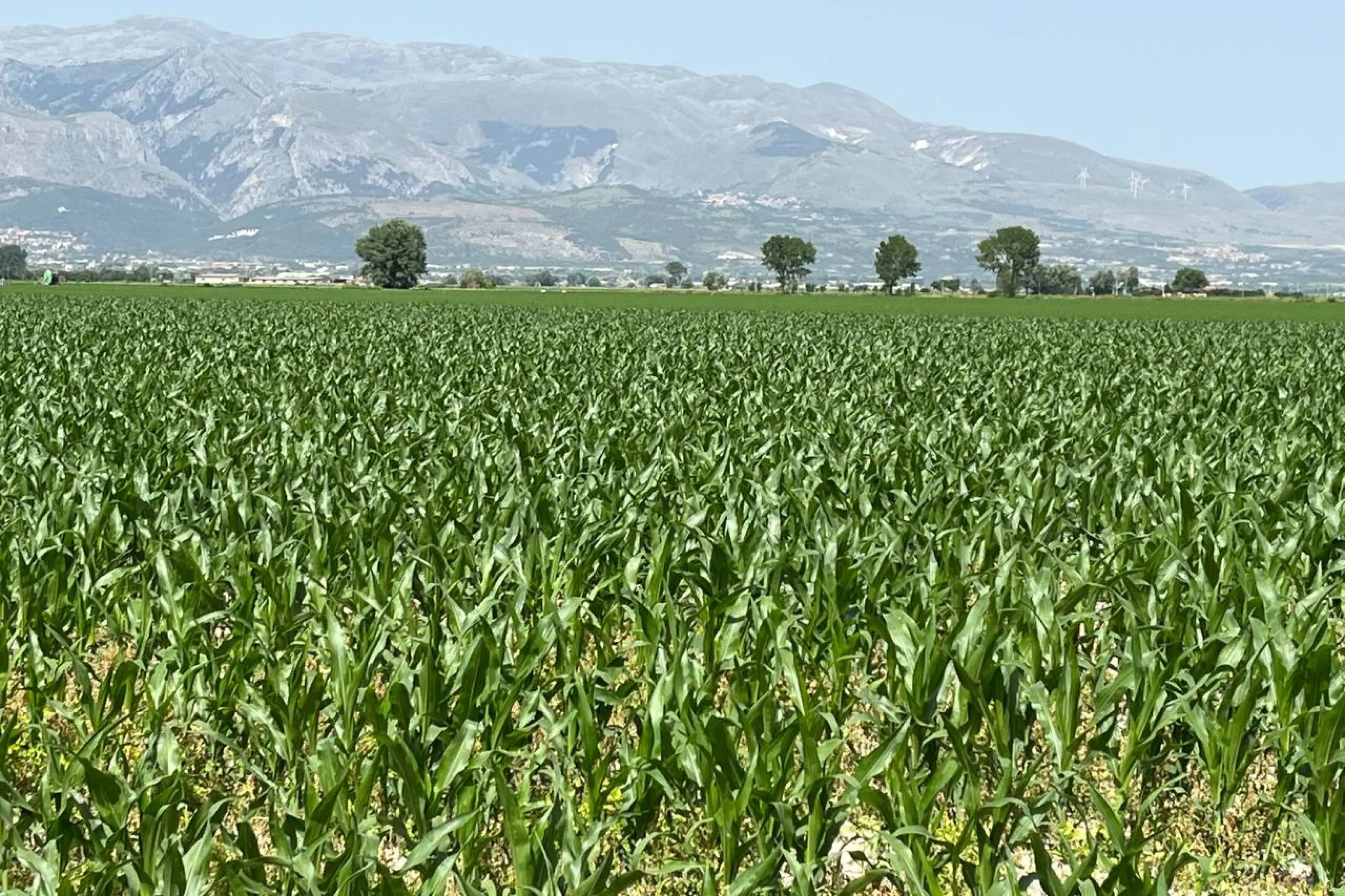 Innovazione in agricoltura, Agea e Regioni Abruzzo e Campania a confronto