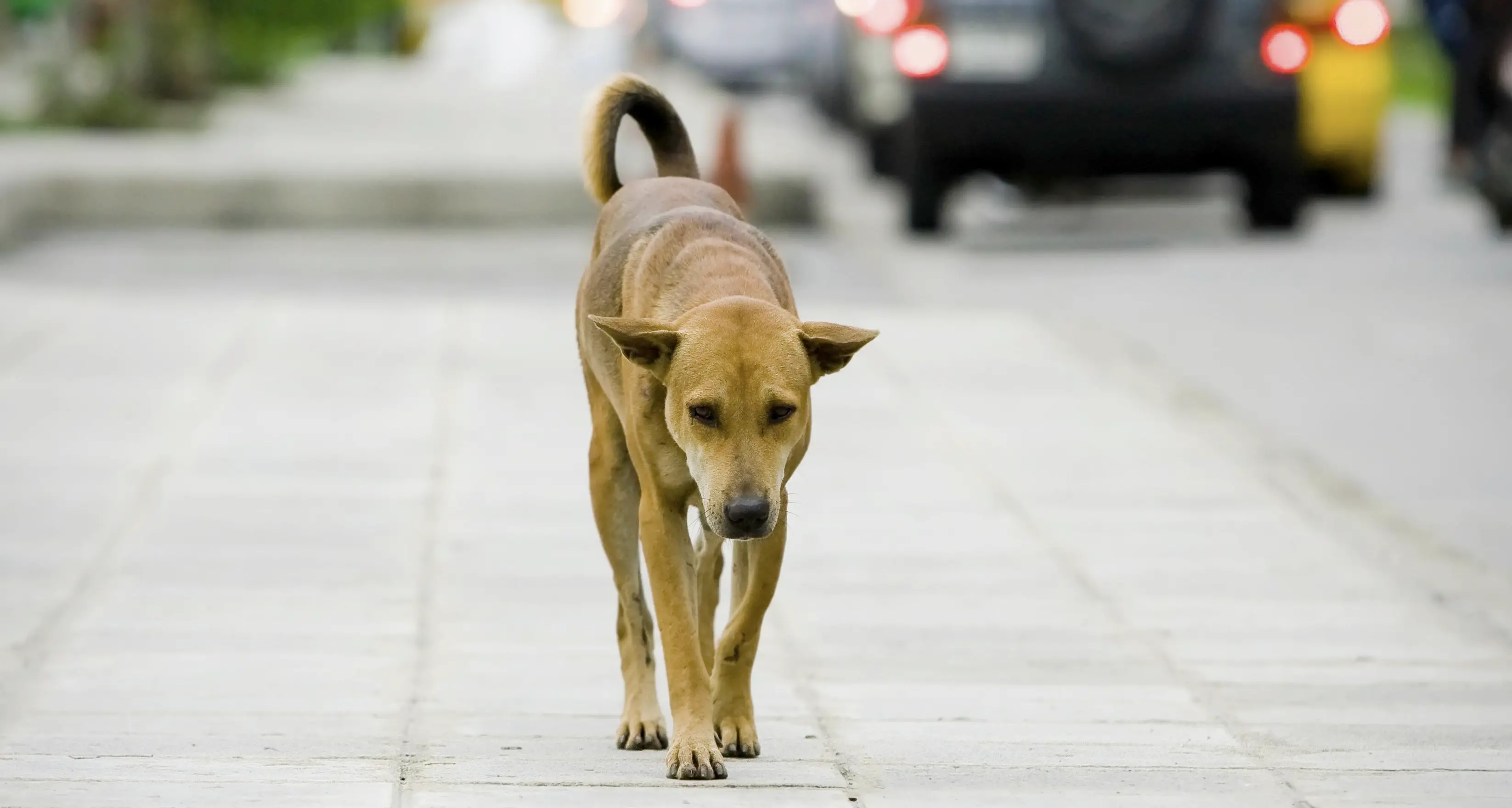 Abbandono degli animali domestici, in sei mesi 242 denunce. Salvini: pene più dure fino al ritiro della patente