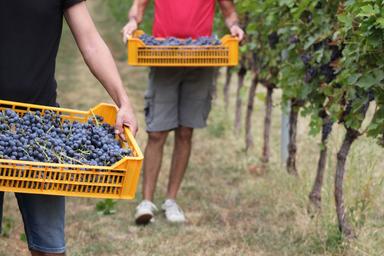 In Valpolicella il caldo fa partire la vendemmia una settimana prima
