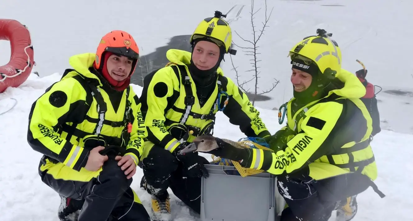 Un cigno è stato salvato dai vigili del fuoco al lago San Valentino alla Muta