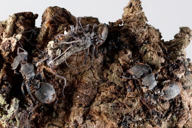Scoperti in Messico sei 'funghi zombi' che infettano formiche e ragni