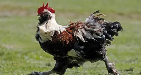Tirolo, il gallo canta e disturba i vicini: condannato