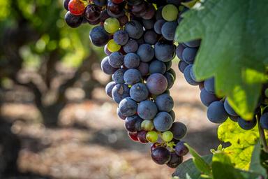 Vendemmia, prosegue in Valle d'Aosta il monitoraggio delle uve