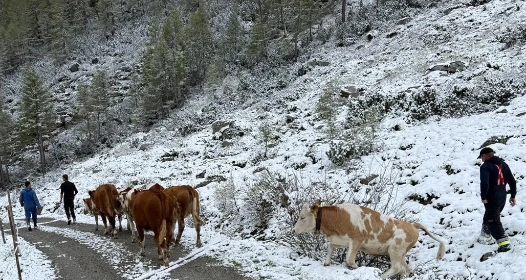 Valle Aurina, mucche alla riscossa: fuggono in 8, necessari i Vigili del Fuoco per recuperarle