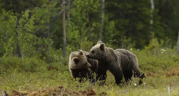 Cani pastori contro i predatori in Alto Adige, mozione approvata all’unanimità in consiglio provinciale