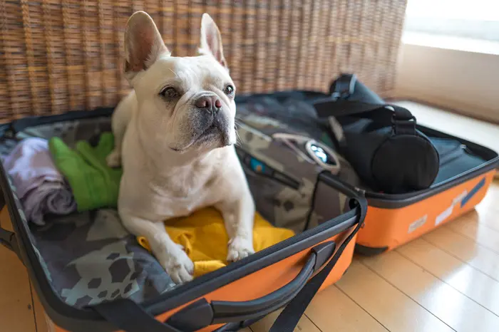 La giornata del cane tra viaggi e fiere specializzate