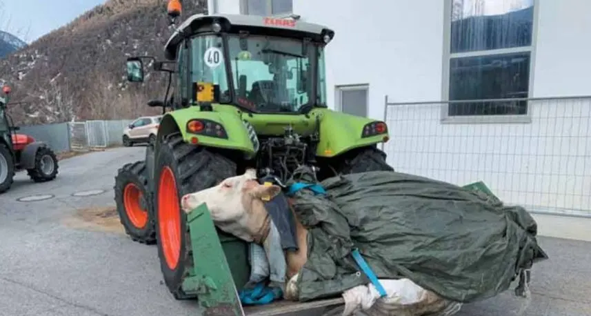 Malles, trasporta la mucca con il trattore: denunciato per maltrattamenti