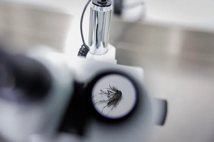 Iss, nei focolai di dengue in Italia trasmissione massimo a 400 m di distanza
