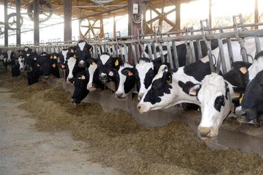 Confcooperative, con caldo estremo stalle in ginocchio, cala produzione latte del 10%